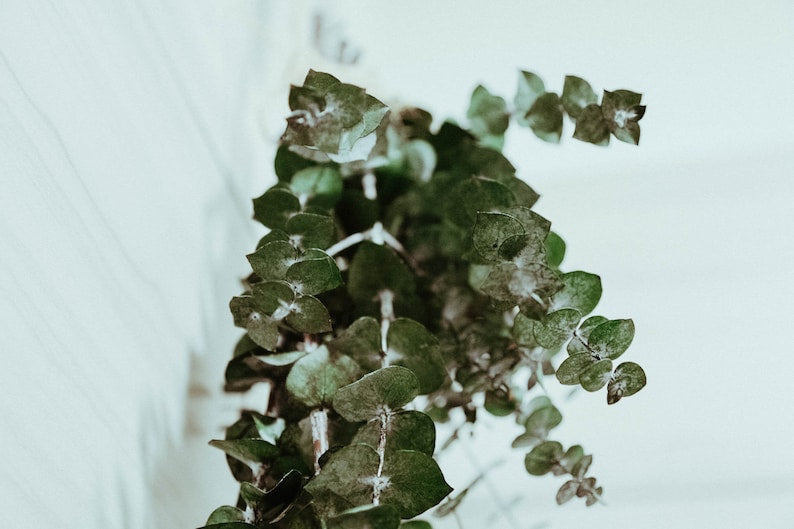 Boho Eucalyptus Shower Hanger