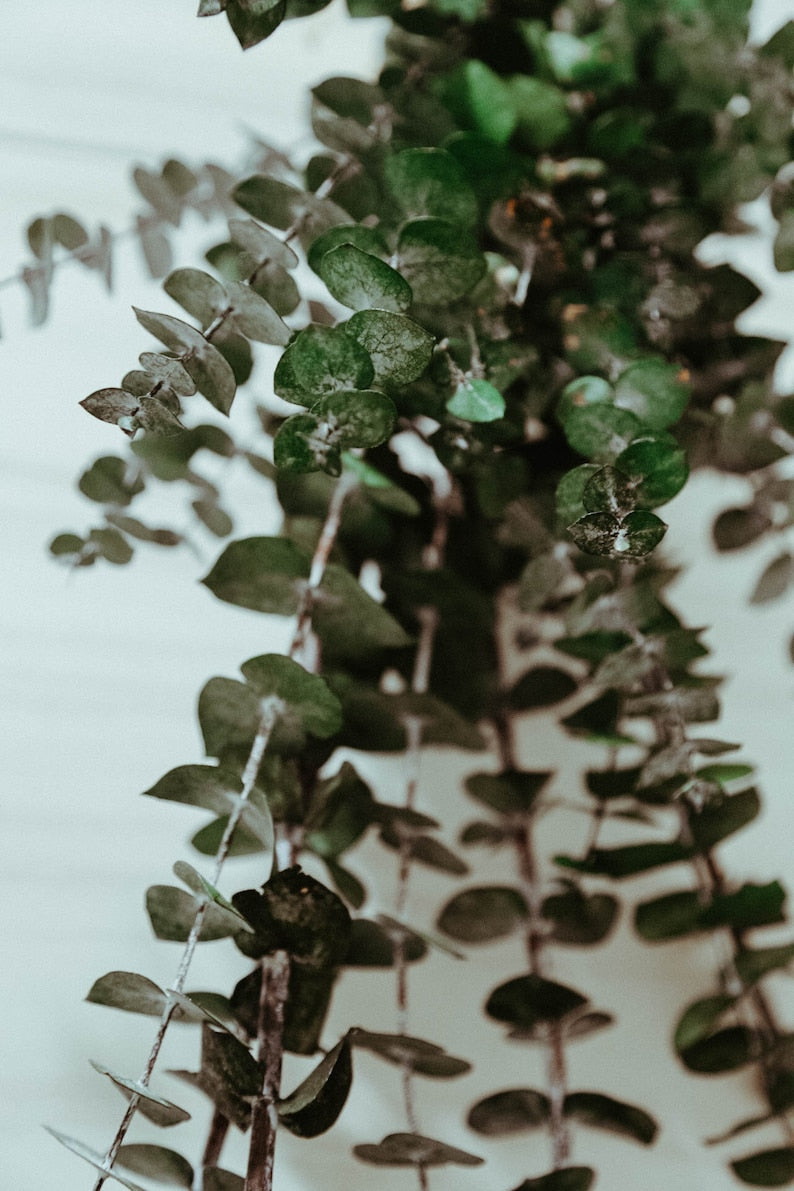 Boho Eucalyptus Shower Hanger