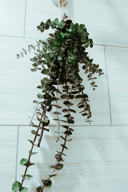 Boho Eucalyptus Shower Hanger